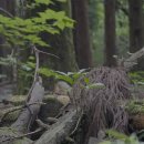 커피나무숲 이미지