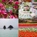 만리장벌 | 충청도 태안 가볼만한곳 안면도 꽃축제 태안 세계 튤립축제 먹거리 천리포수목원