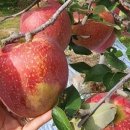 가빈과일&장봐주는언니 이미지