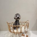 모모티디 독 쌀롱 반려견 미용 계림점 이미지