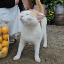 은하네농장 이미지