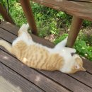 오봉산 맨발 등산로 이미지