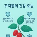 참옻나라산마을건강식품 | '신이 내린 열매' 당뇨엔 역시 '꾸지뽕 기름'!