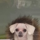 영아미용