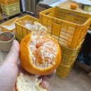 세정농원 이미지