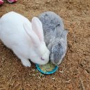 고니목장 | 서울 근교 아이랑 갈만한곳 안성팜랜드 - 동물 먹이주기, 레이싱카트