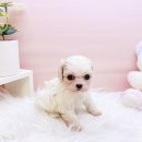 미유펫 동물병원 이미지