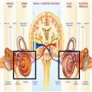 와우히어링 이미지