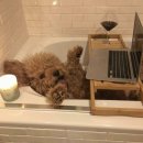 개팔자 상팔자 이미지