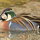 오리와사람들 이미지