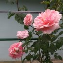 로얄바카라 이미지