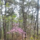 국사봉 누리길 이미지