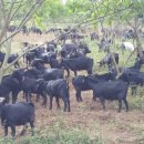 진안흑염소 농장 이미지