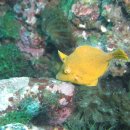 144. 그물코쥐치(Rudarius ercodes)~Whitespotted pygmy filefish 이미지