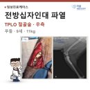 MS동물병원 - 연제구 과정로348번길 2 | 푸들 9살 전방십자인대 파열 TPLO 절골술 케이스: "집에서 뛰다가 삐끗한 줄 알았는데: 우리동네 외과...