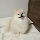 반짝일개 이미지