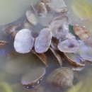 황도바지락칼국수 이미지