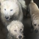 하얀강아지 이미지