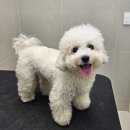 하울팟 케어클럽(분당서현점) | 분당 반려견 유치원 추천 하울팟 케어클럽 * 분당 강아지 호텔 유치원 다 있는 곳