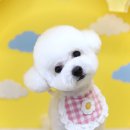 애견미용 견출지 노원점 이미지