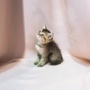 요미캣 고양이분양 일산점 이미지