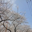 대야초등학교 | 진해군항제 강아지동반 안되는곳. 벚꽃축제 주차하기 좋은 편한곳 (26년 3월 29일)