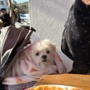 강릉댕댕이애견펜션블루 이미지