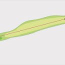 골드리버 cc 이미지