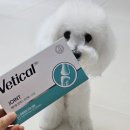 조인트 동물병원 | 동물병원 전용 브랜드 &#39;베티컬&#39; 알엑스 조인트 후기