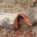 참죽나무 이미지