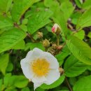 고향내음 이미지