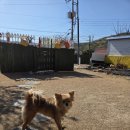 숲속댕토리애견유치원 | 숲속댕토리가 우리 강아지 첫 유치원이라 진짜 다행이에요 양산애견유치원 숲속댕토리애견유치원