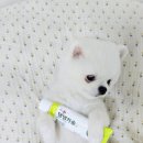 헬로 마이펫 네이버블로그