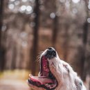 아이펫동물병원 이미지