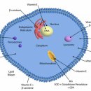 자가면역 염증 기전 - Oxidative stress, 염증치료 nutraceauticals 이미지