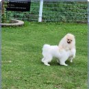 애견카페왕 이미지