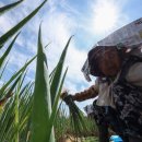 Heat wave drives up food prices, causing 'heatflation' 폭염으로 "히트플레이션" 발생 이미지