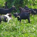 청정흑염소 이미지