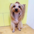 더 데일리 펫샵 이미지