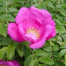 5월 10일의 꽃은 '해당화(Rugosa rose)' 이미지