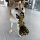 바미애견유치원 이미지