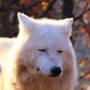 덜아픈세상 | 내돈내산이라 쫌 배아픈 인스타 360 Go Ultra 장.단점 고울트라 카메라 찐 후기!