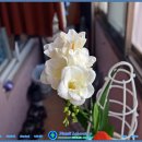 프리지아 이미지