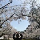 [ 일본여행 - 히로사키 ] 일본 3대 벚꽃명소 히로사키공원 벚꽃축제 가는 방법과 포토존, 개화시기...