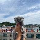 오독안심분양센터 강아지분양 고양이분양 대구점 이미지