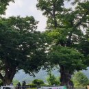 대강면 평촌마을 이미지