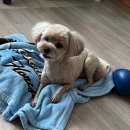 하이독스 이미지