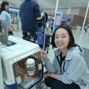 도도 켄넬 이미지