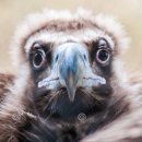 eagle 과 vulture 의 차이점. 이미지