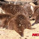 화천군수달연구센터 이미지